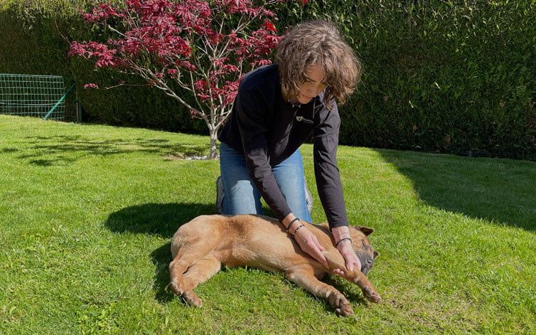Femme en train d'effectuer des soins de massothérapie à un chien couché dans l'herbe